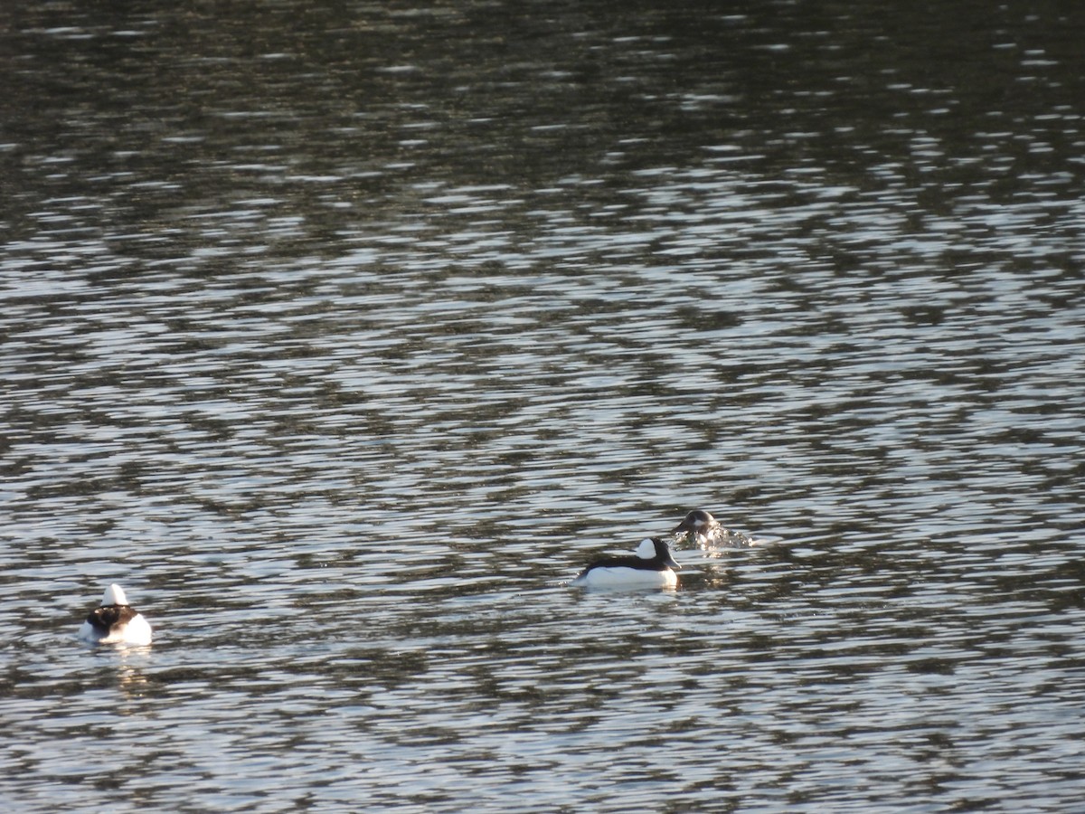 Bufflehead - ML627578893