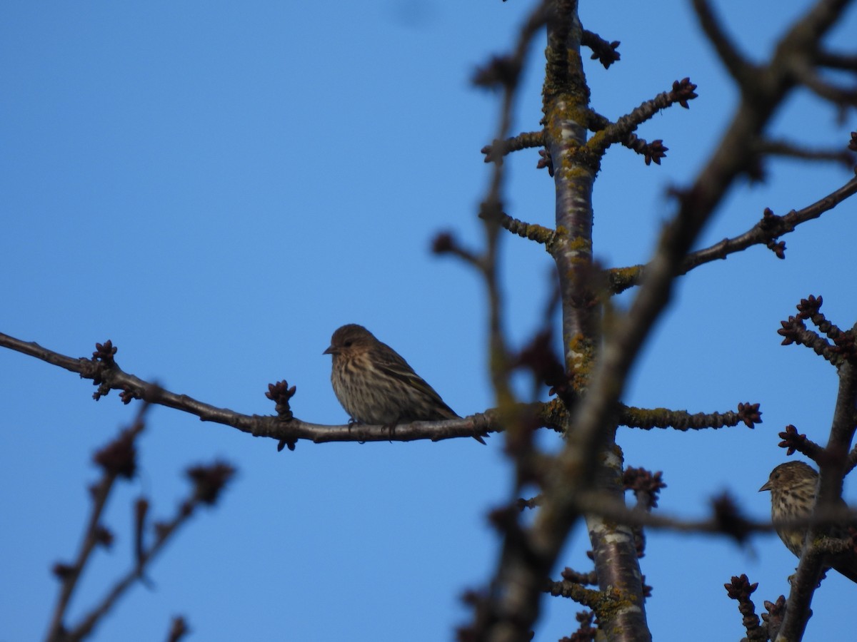 Pine Siskin - ML627578898