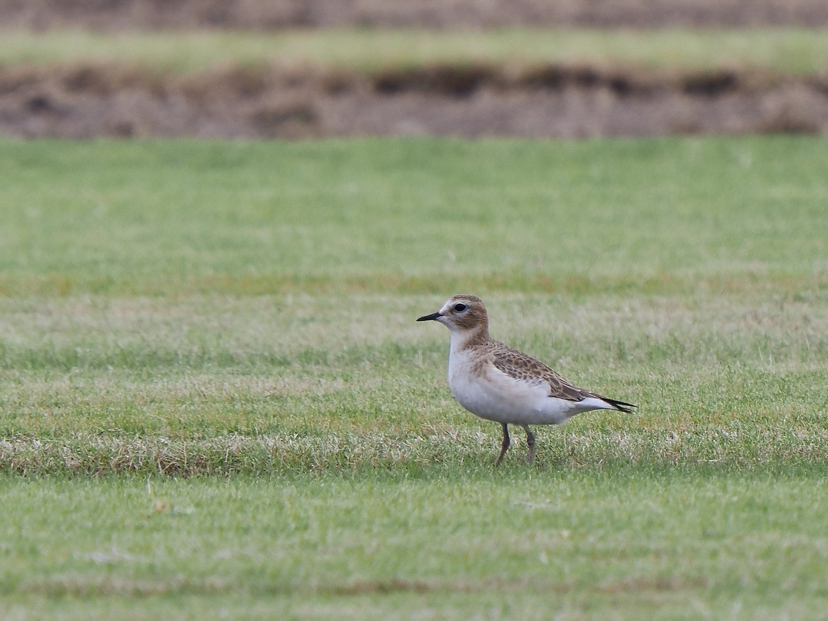 Mountain Plover - ML627578951