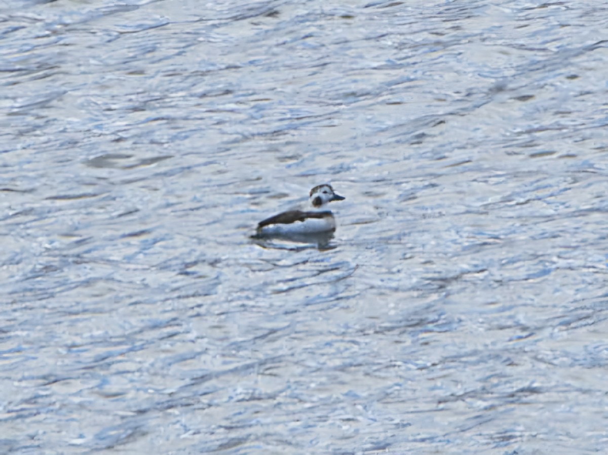 Long-tailed Duck - ML627579046