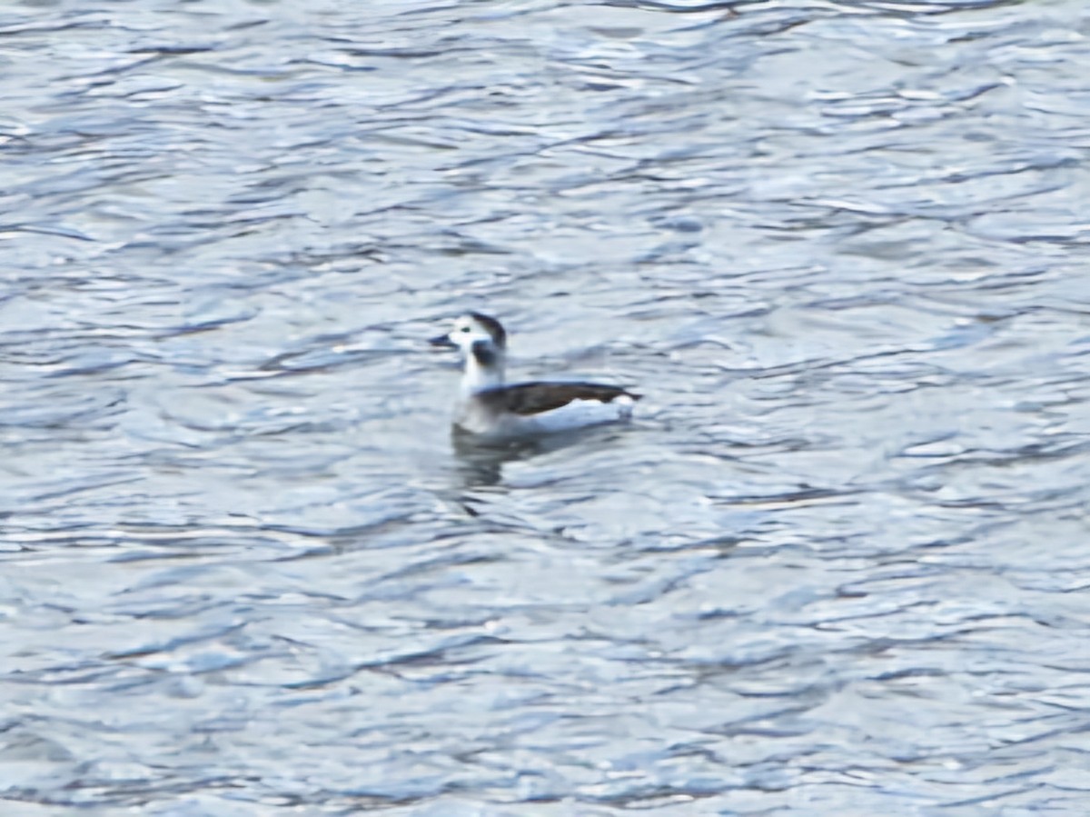 Long-tailed Duck - ML627579047