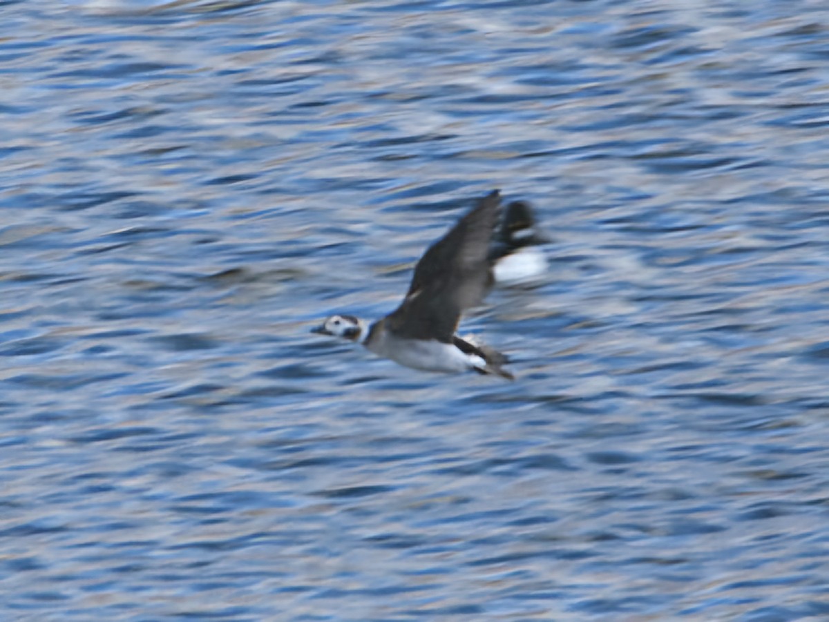 Long-tailed Duck - ML627579048