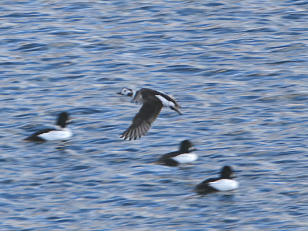 Long-tailed Duck - ML627579049