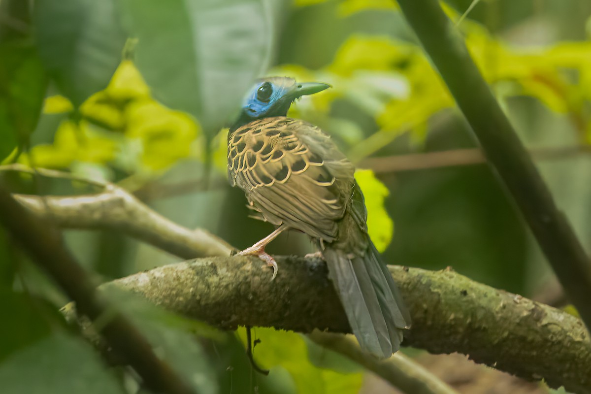 Ocellated Antbird - ML627579178