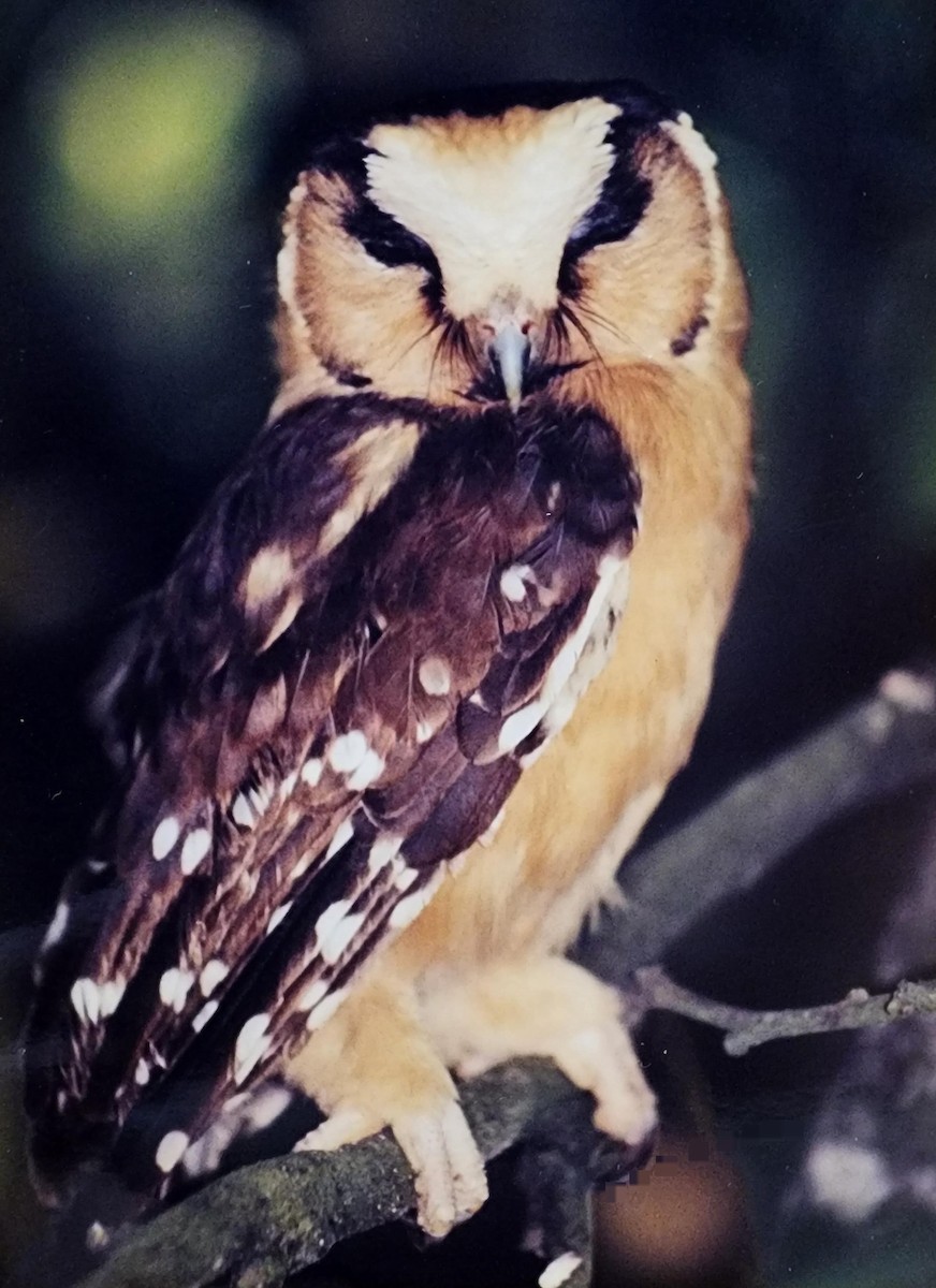 Buff-fronted Owl - ML627579695