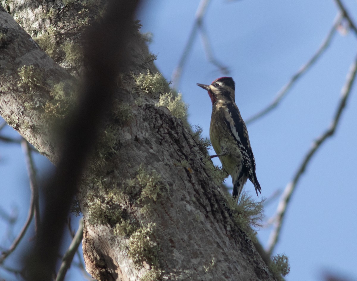 Yellow-bellied Sapsucker - ML627579696