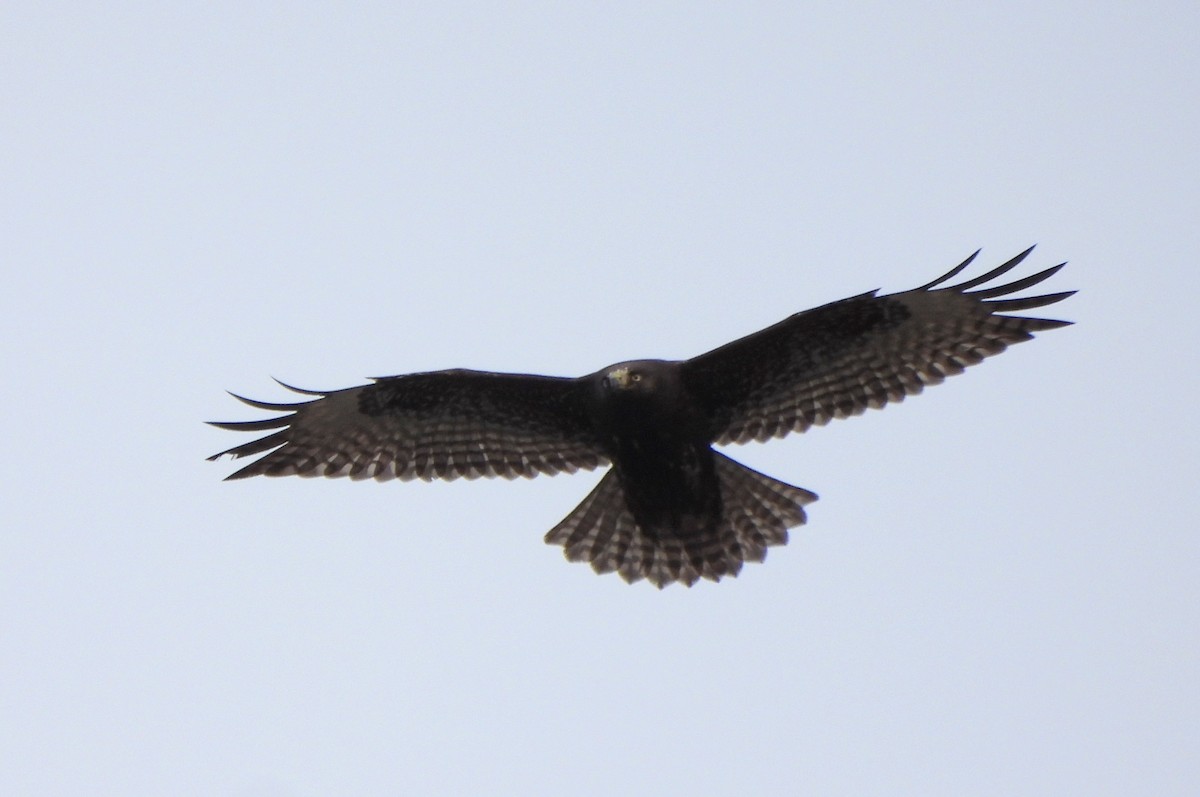 Red-tailed Hawk (Harlan's) - ML627579700