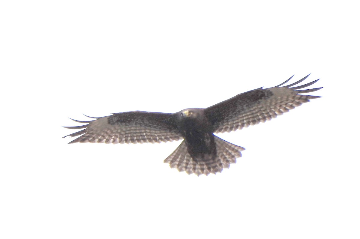 Red-tailed Hawk (Harlan's) - ML627579704