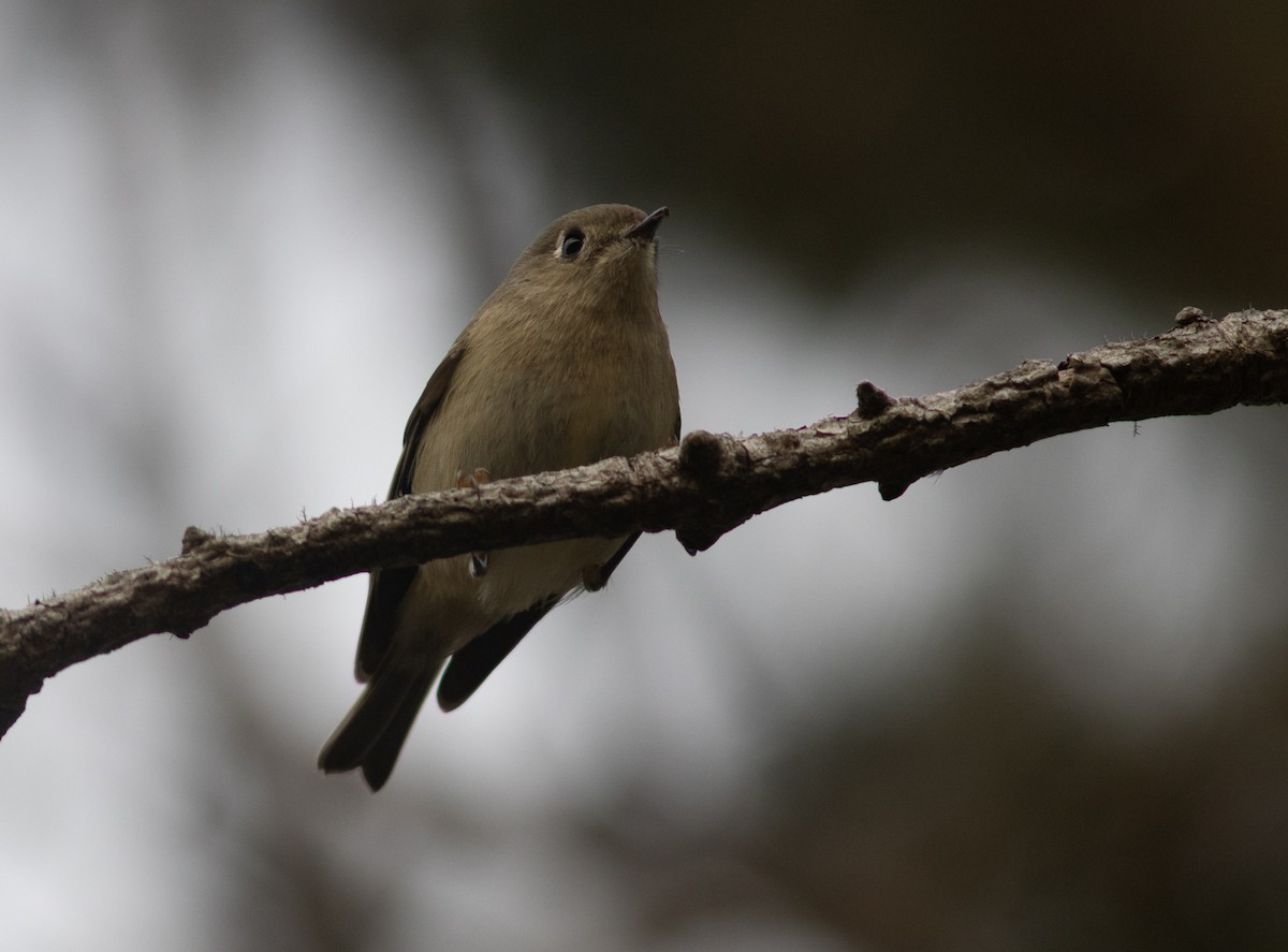 Ruby-crowned Kinglet - ML627579710