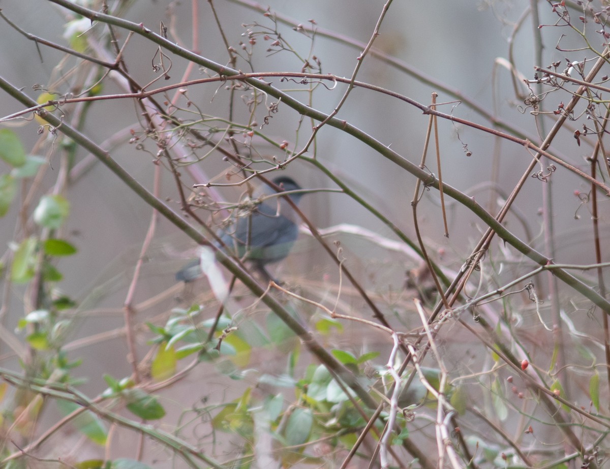Gray Catbird - ML627579722