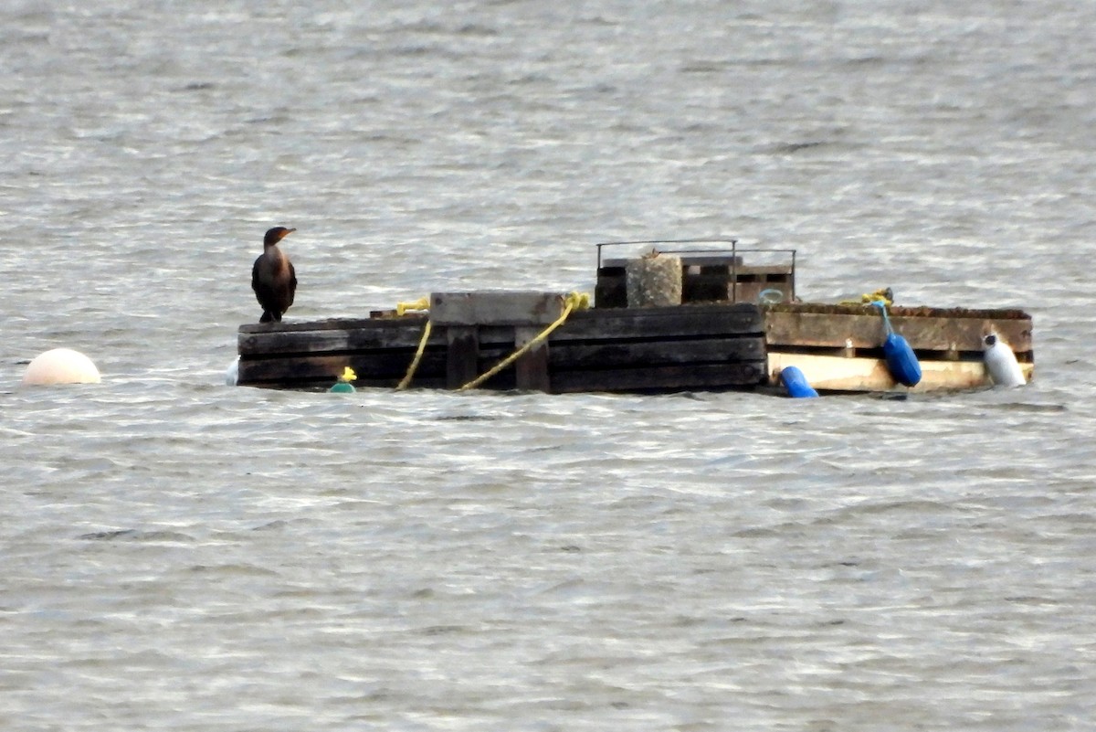 Double-crested Cormorant - ML627579828