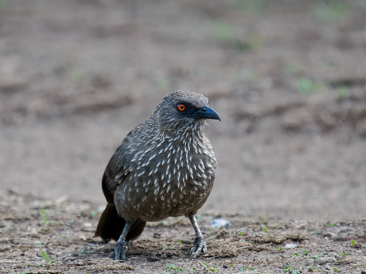 Arrow-marked Babbler - ML627579868