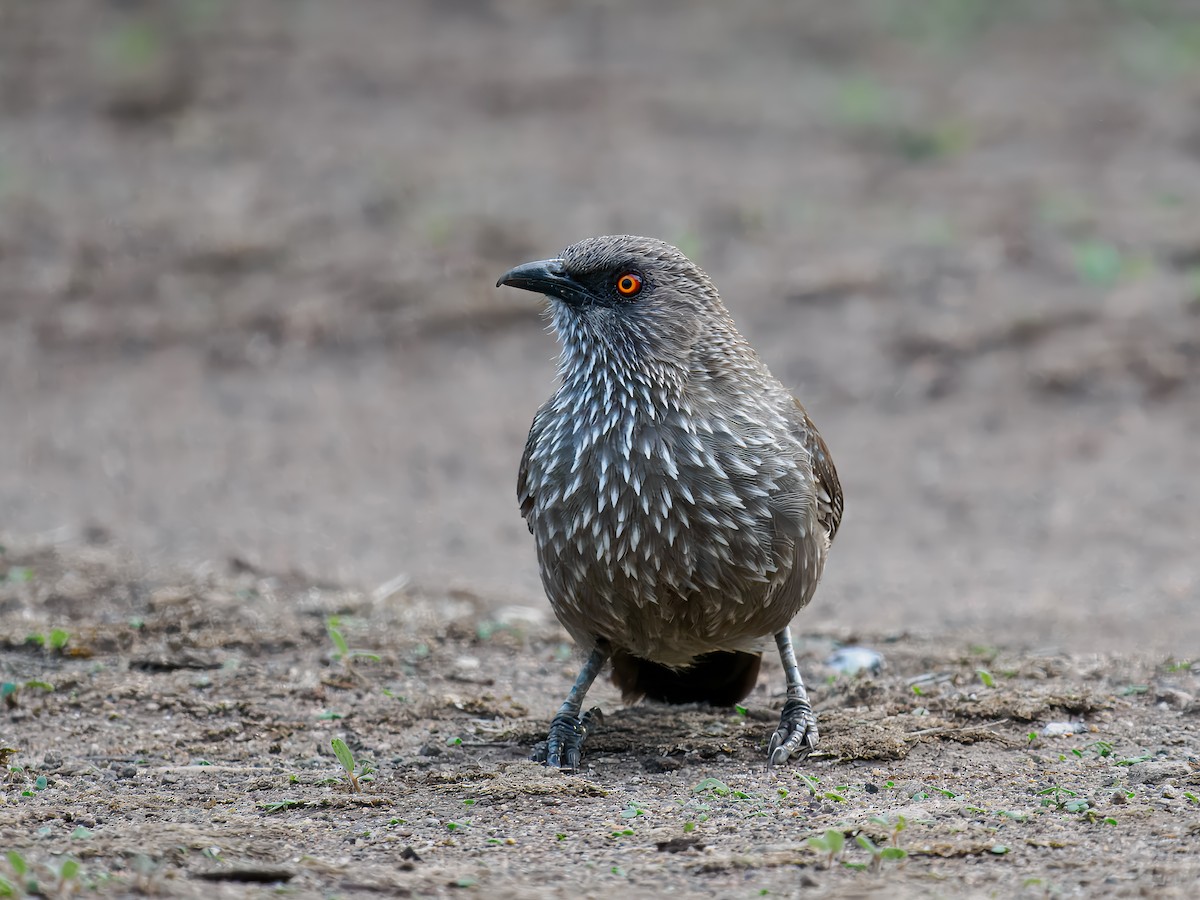 Arrow-marked Babbler - ML627579869