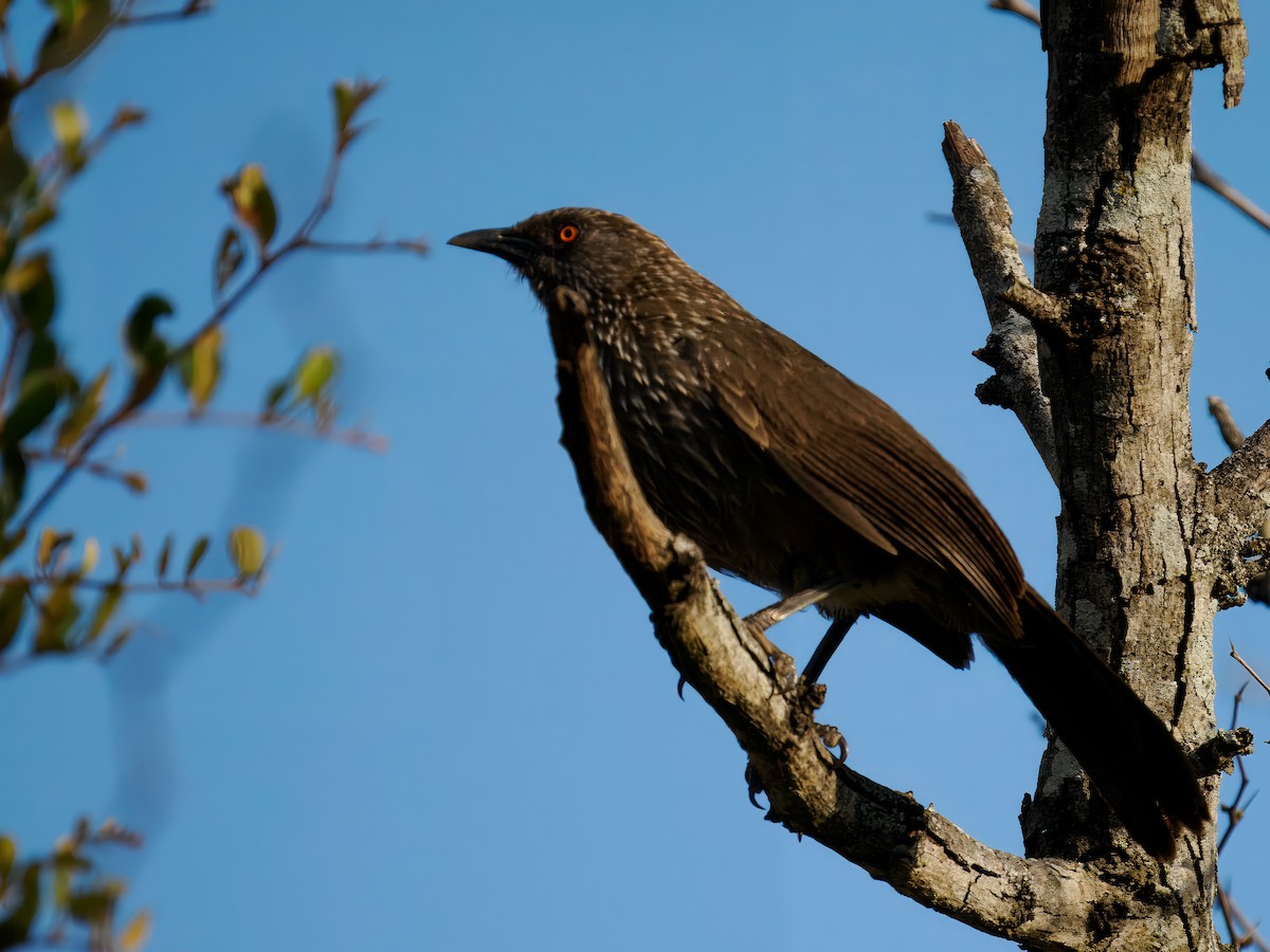 Arrow-marked Babbler - ML627579871