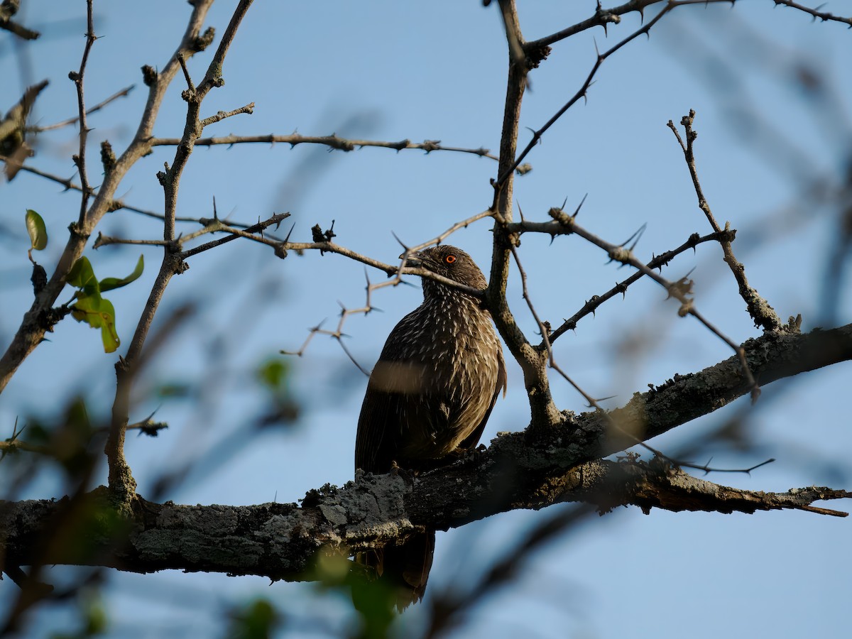Arrow-marked Babbler - ML627579872