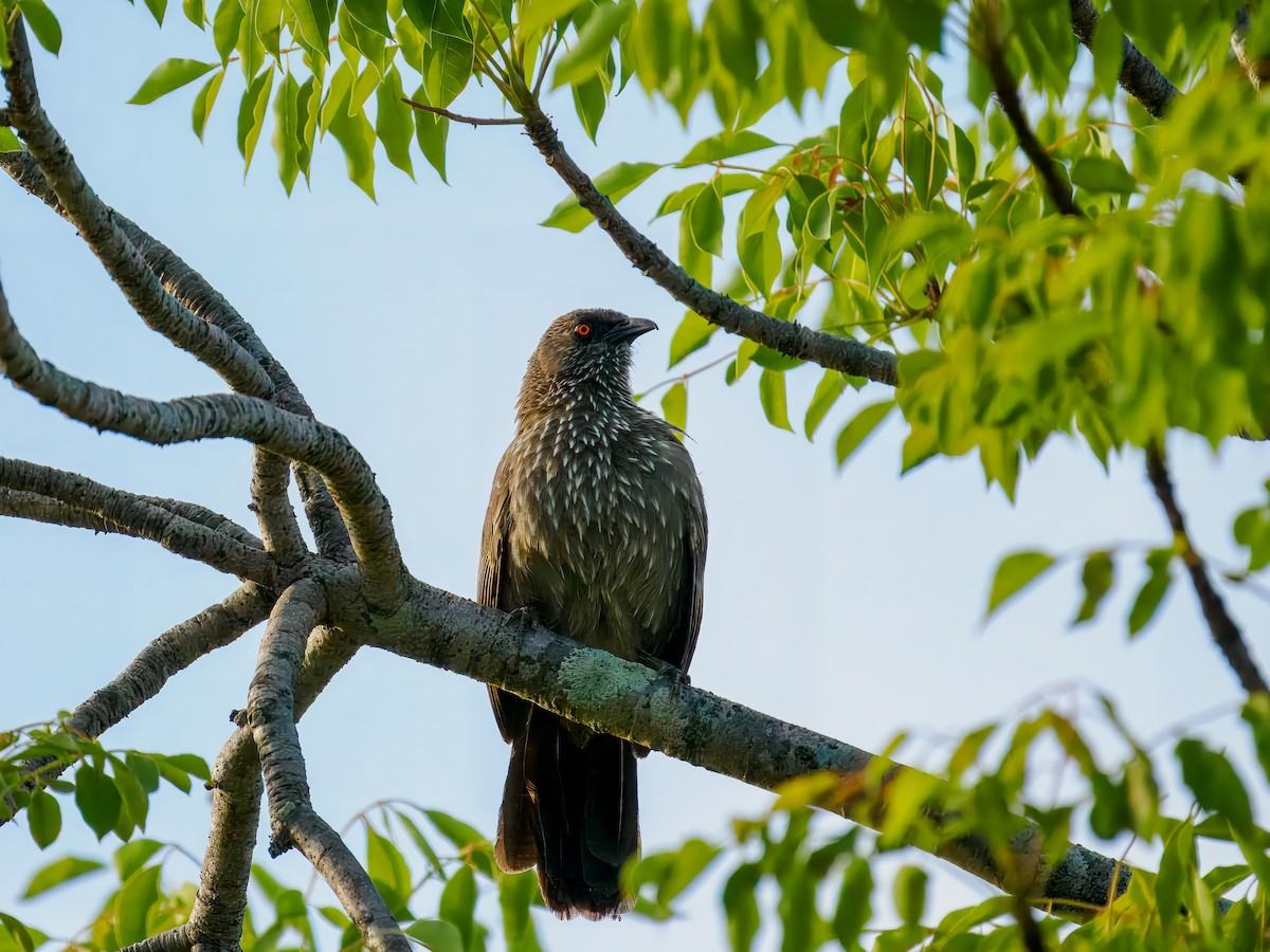 Arrow-marked Babbler - ML627579873