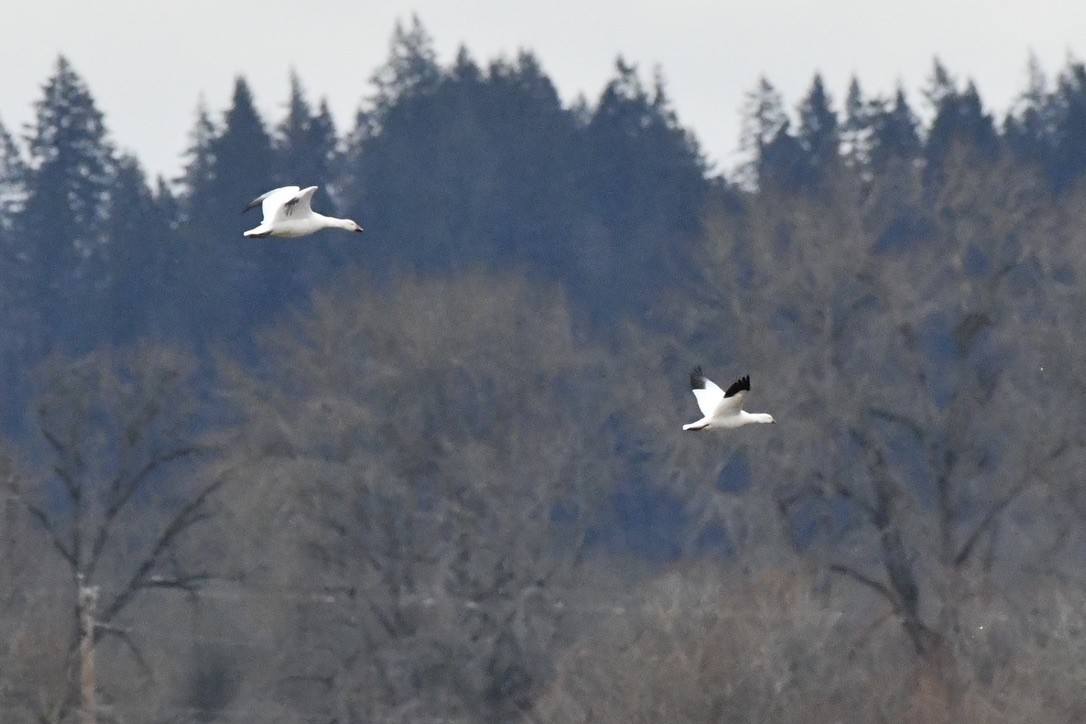 Ross's Goose - ML627579883