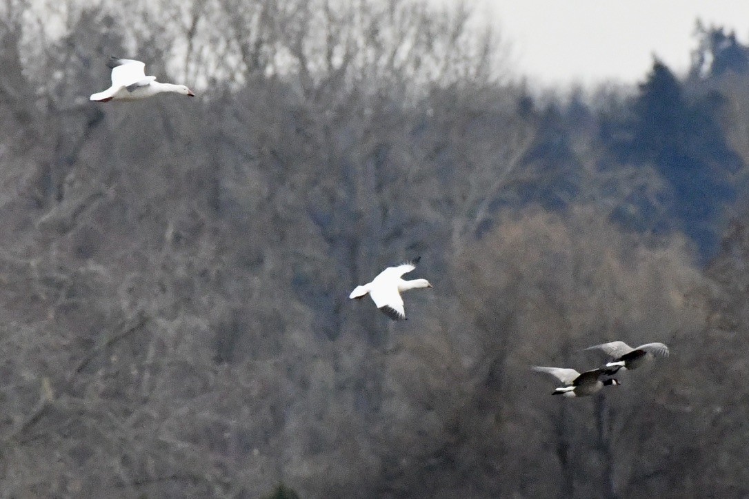 Ross's Goose - ML627579884