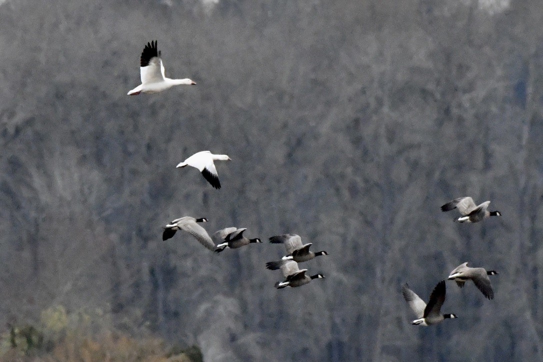 Ross's Goose - ML627579885