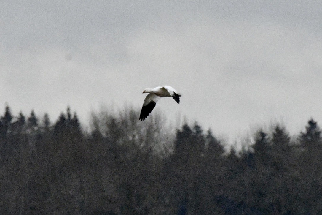 Ross's Goose - ML627579886