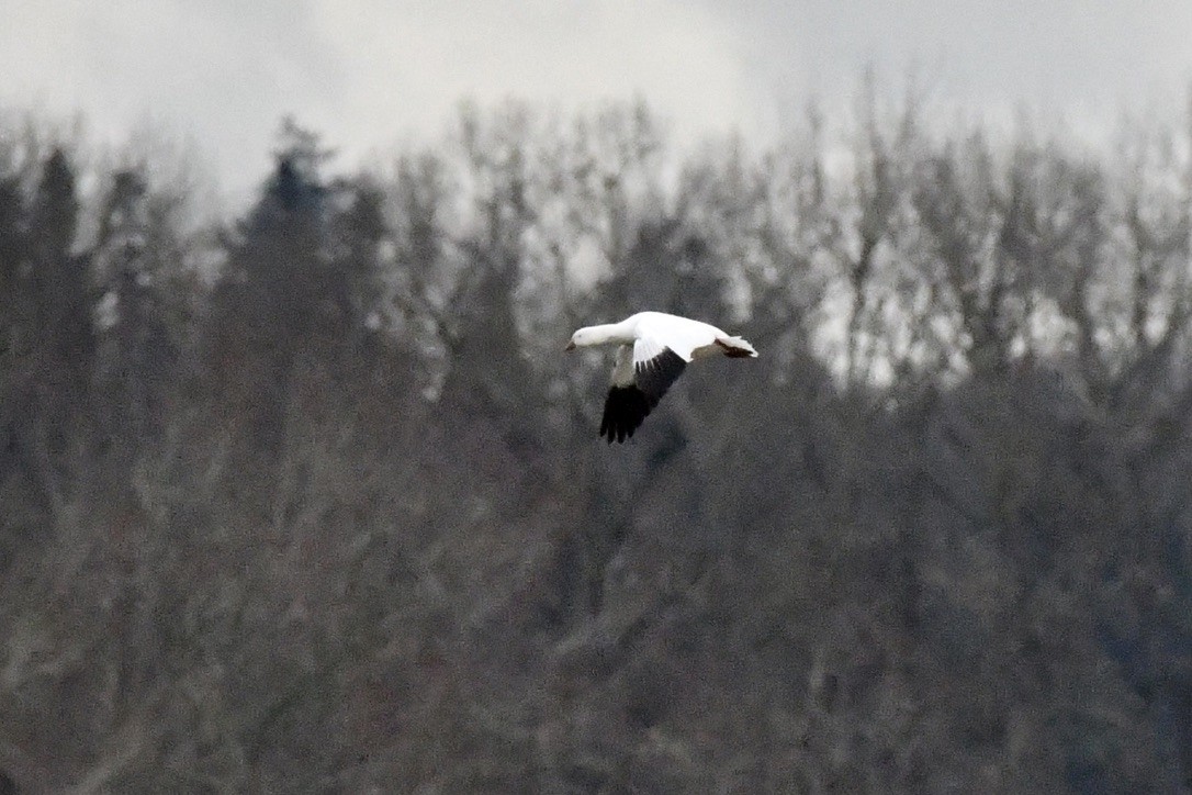Ross's Goose - ML627579887