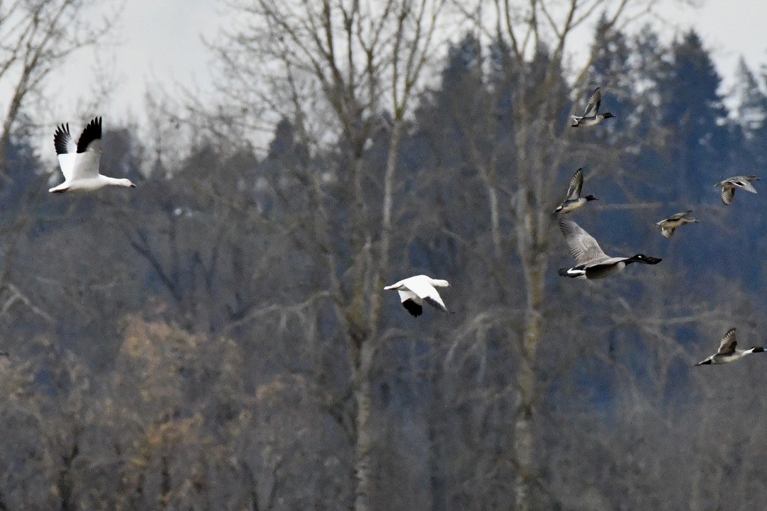 Ross's Goose - ML627579888
