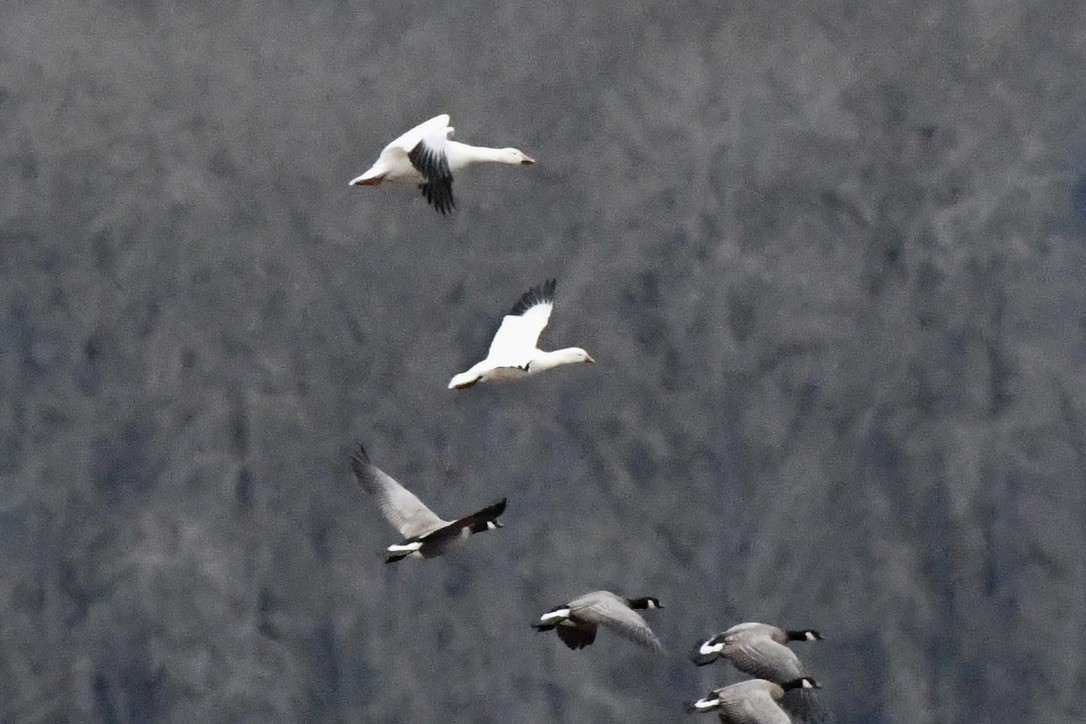 Ross's Goose - ML627579889