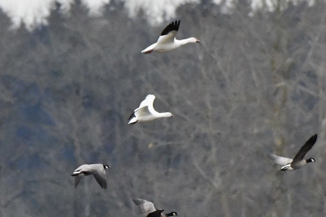 Ross's Goose - ML627579891