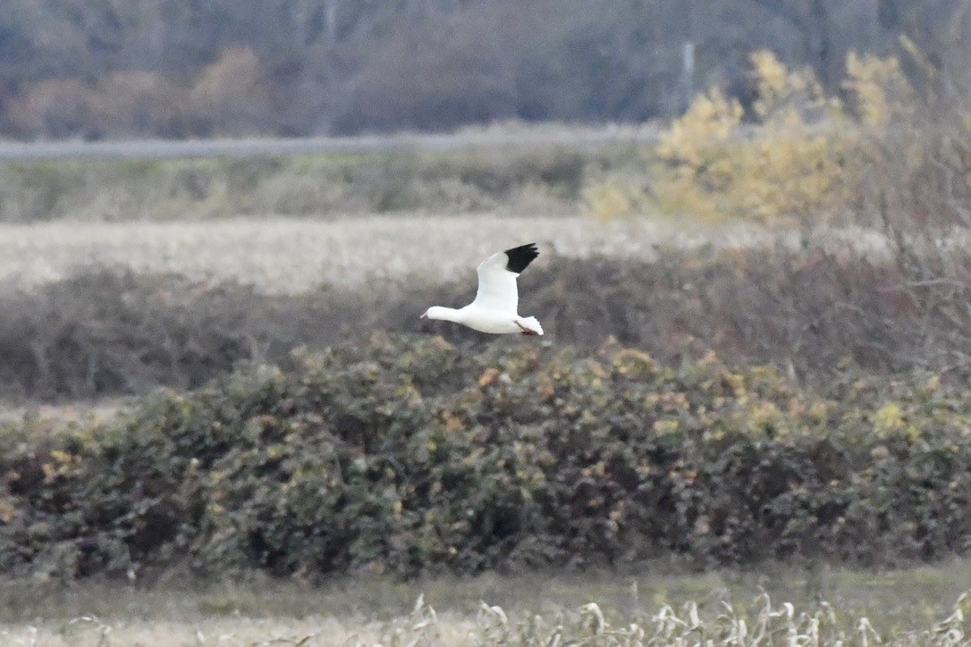 Ross's Goose - ML627579892