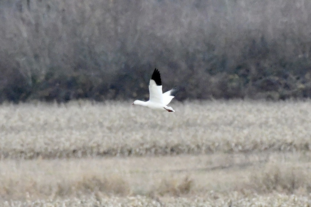 Ross's Goose - ML627579893