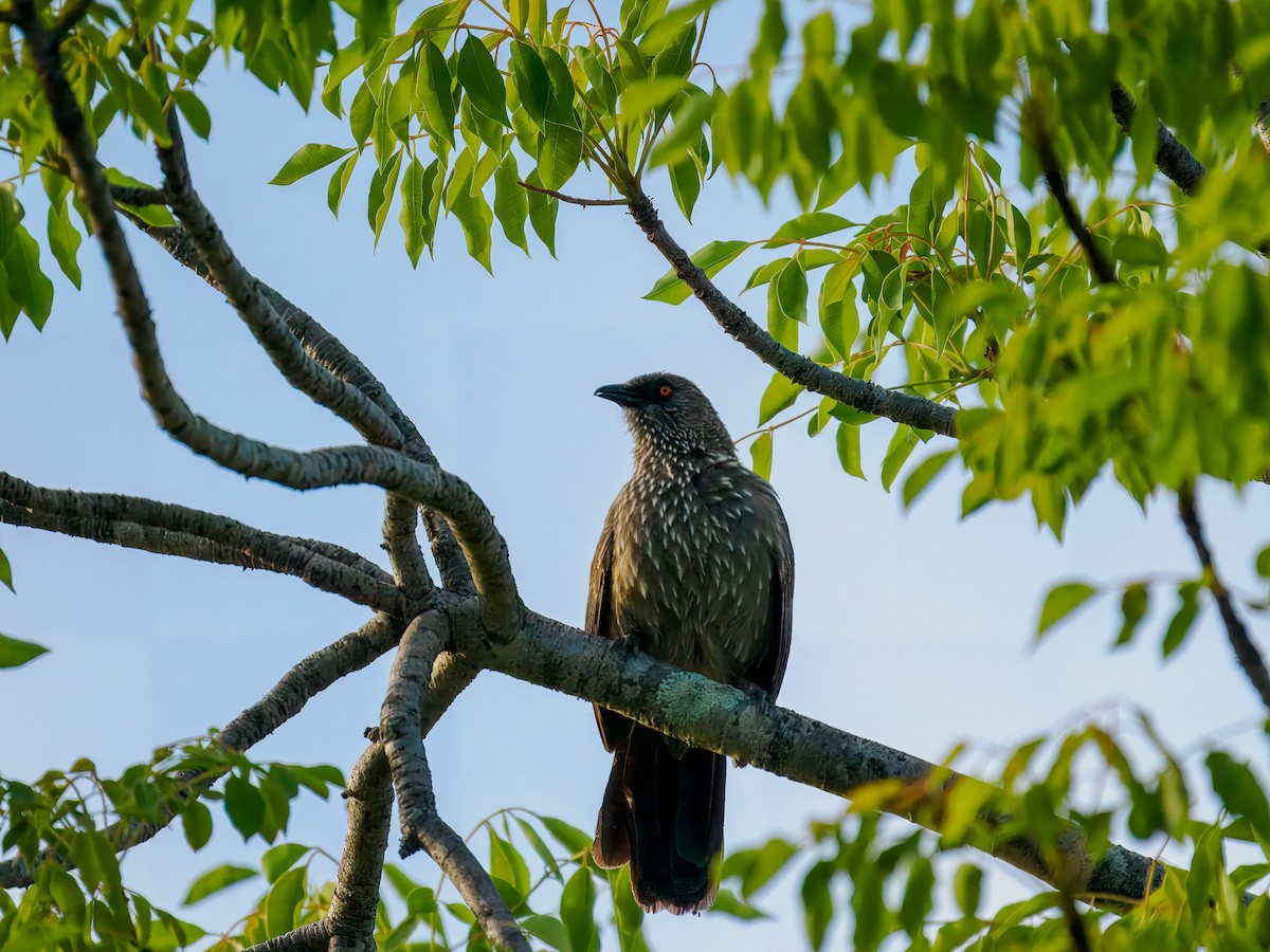 Arrow-marked Babbler - ML627579905