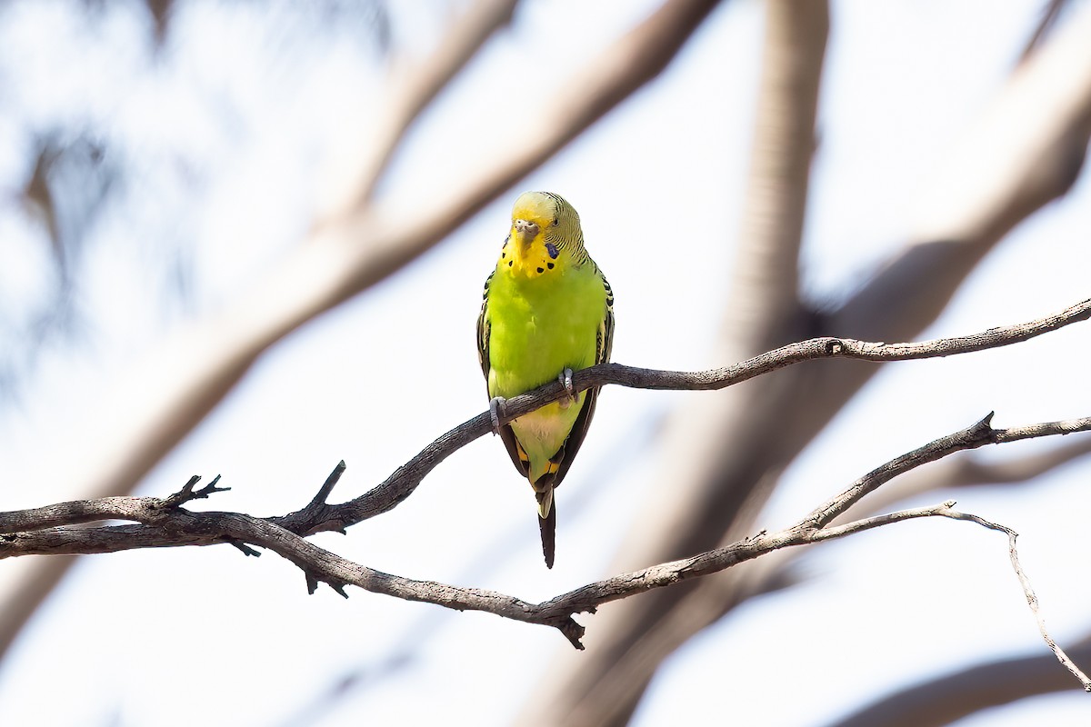 Budgerigar - ML627579911