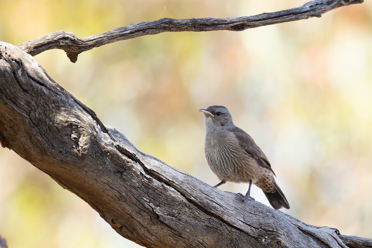 Brown Treecreeper - ML627579923