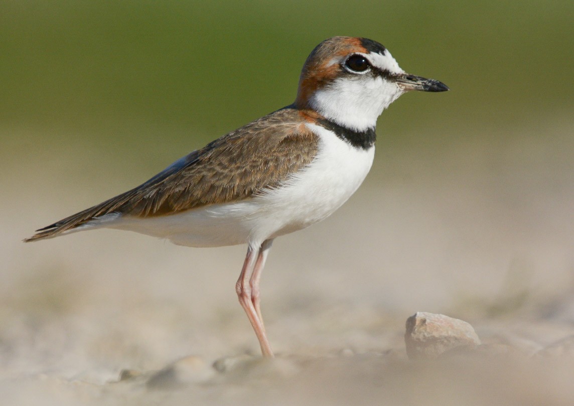 Collared Plover - ML627579926