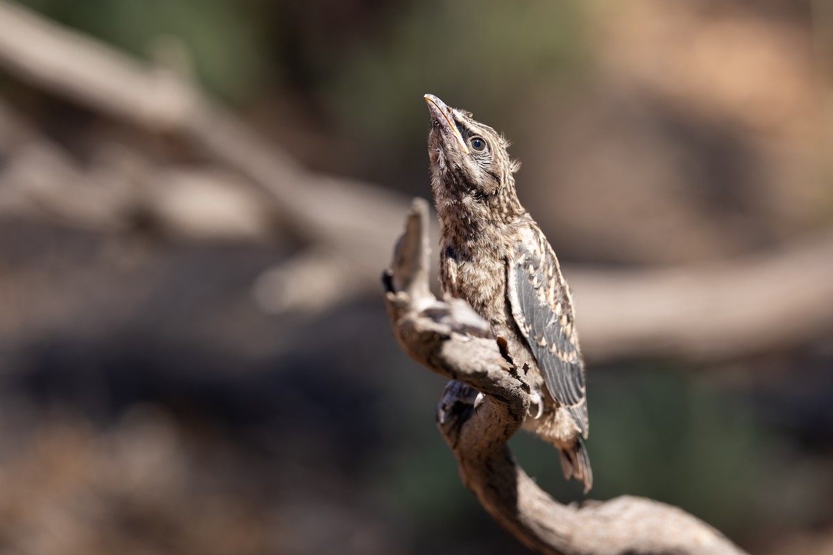 Masked Woodswallow - ML627579939
