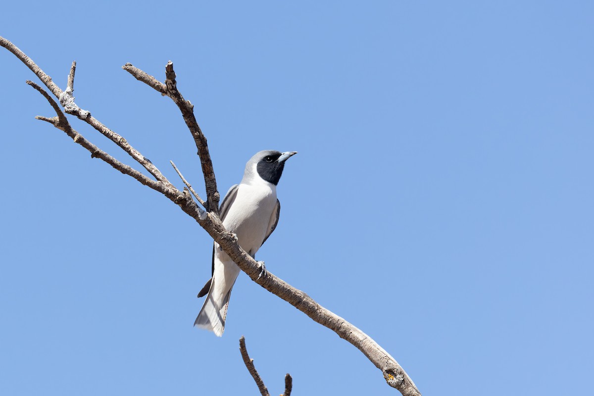 Masked Woodswallow - ML627579940