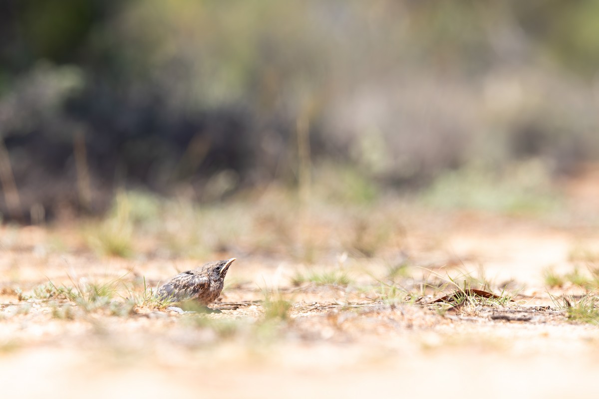 White-browed Woodswallow - ML627579952