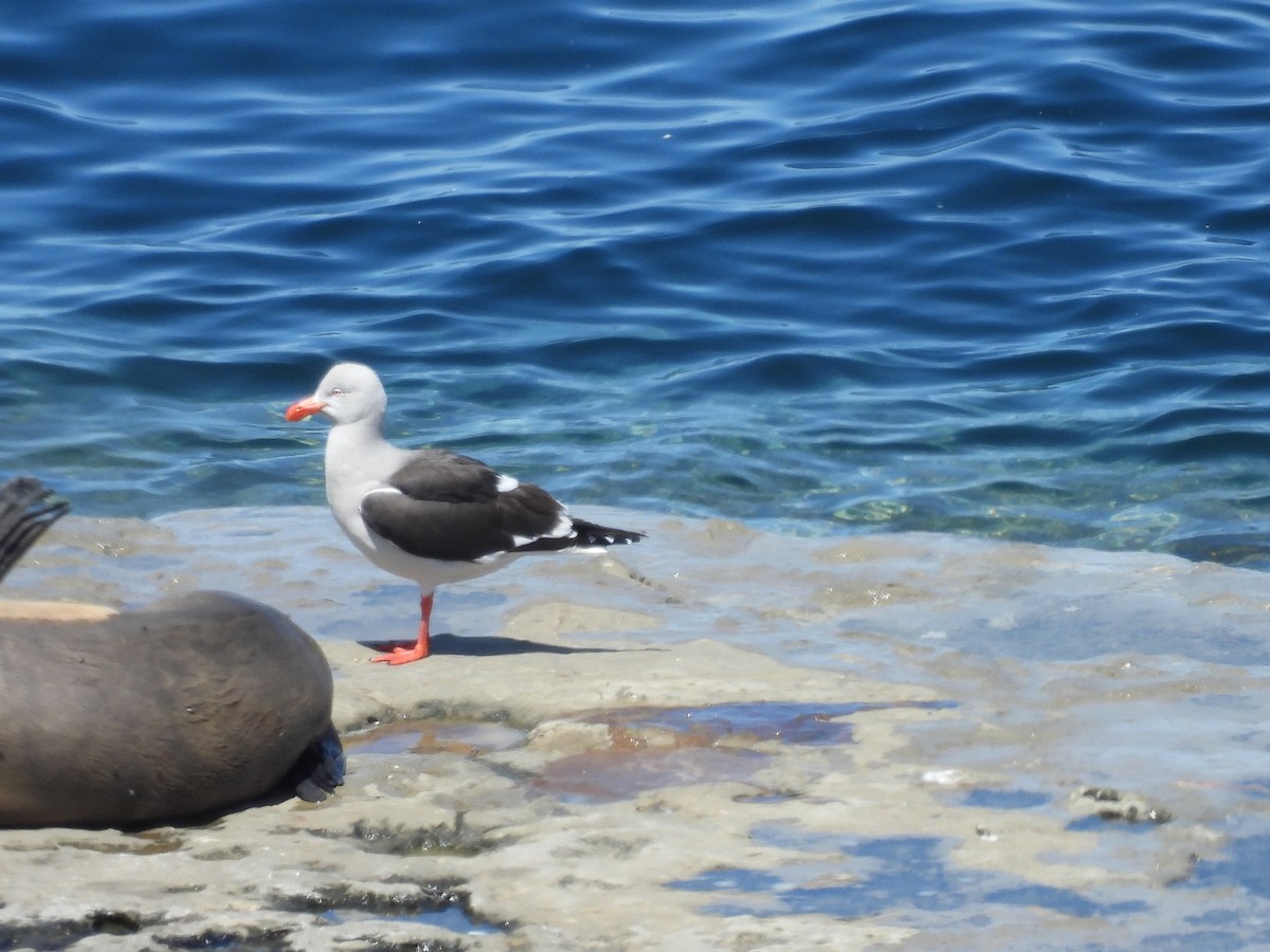 Dolphin Gull - ML627579966