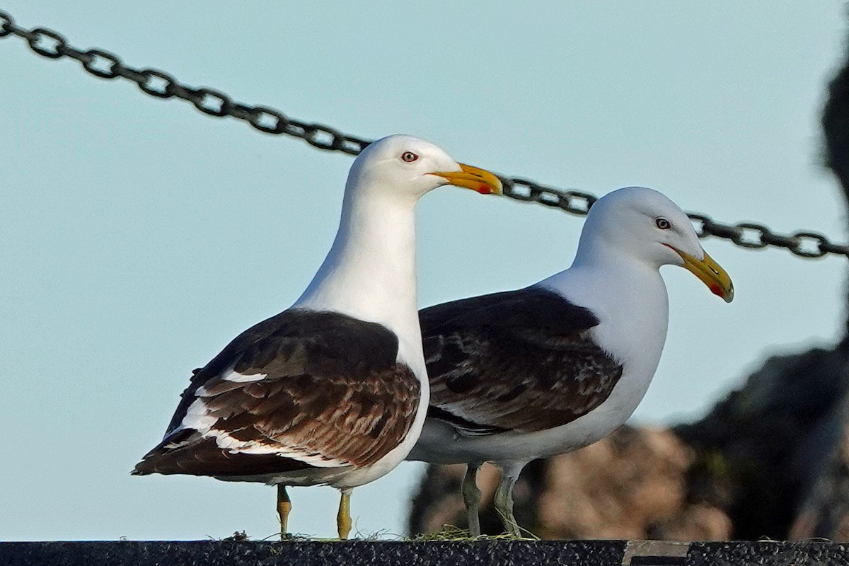 Kelp Gull - ML627579971