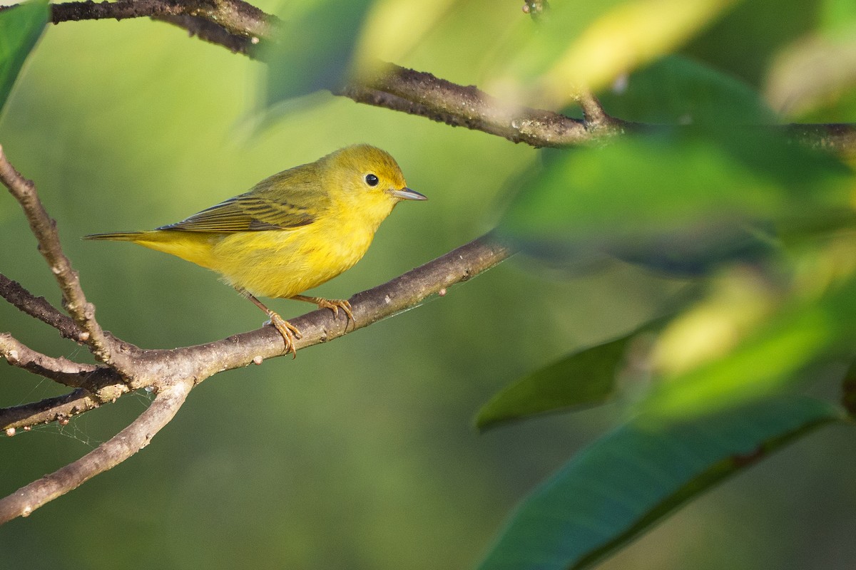 Northern/Mangrove Yellow Warbler - ML627580039