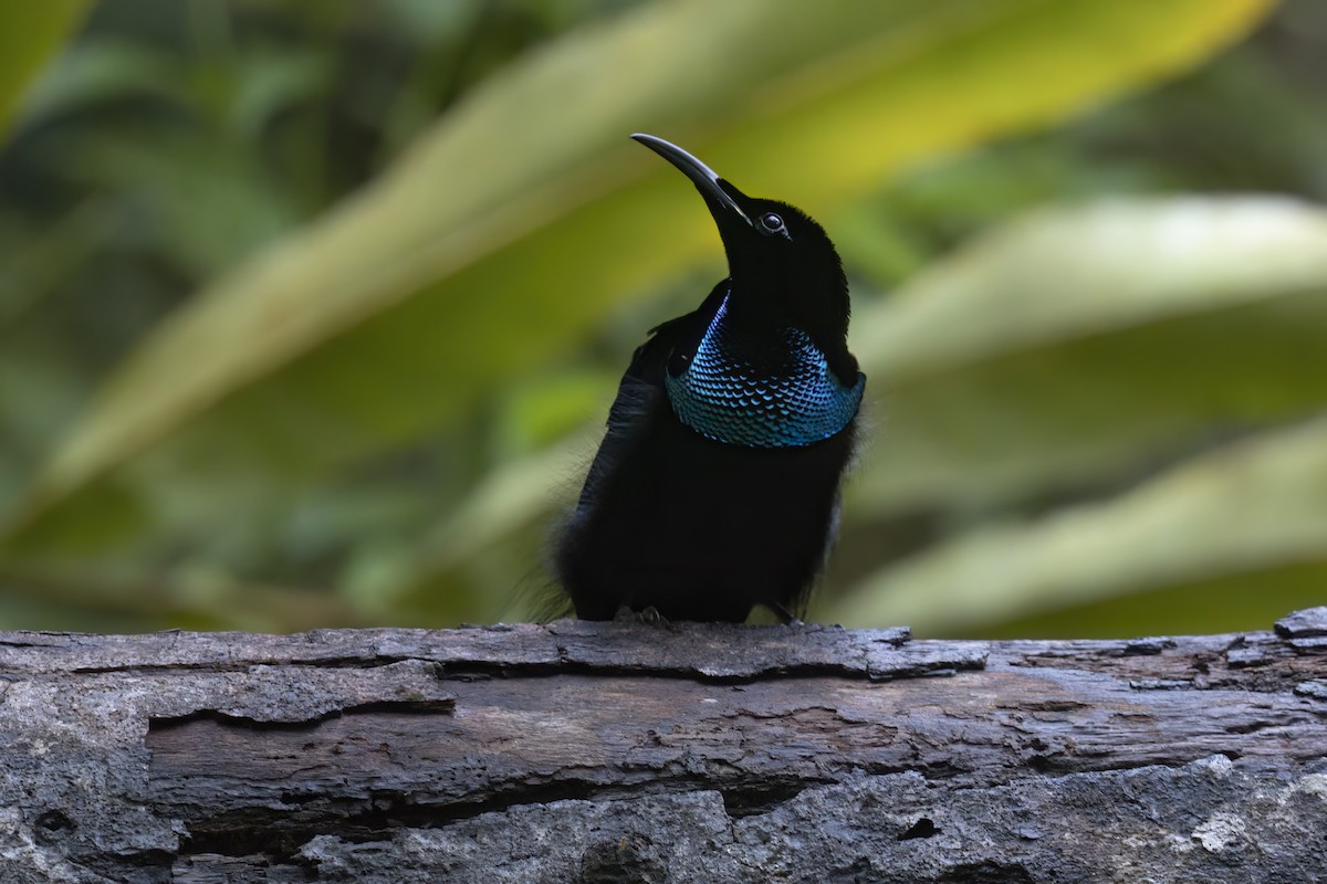 Magnificent Riflebird - ML627580041