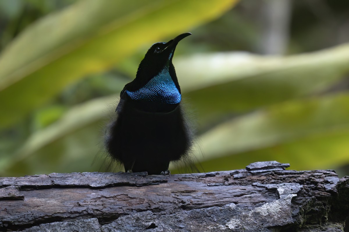 Magnificent Riflebird - ML627580042