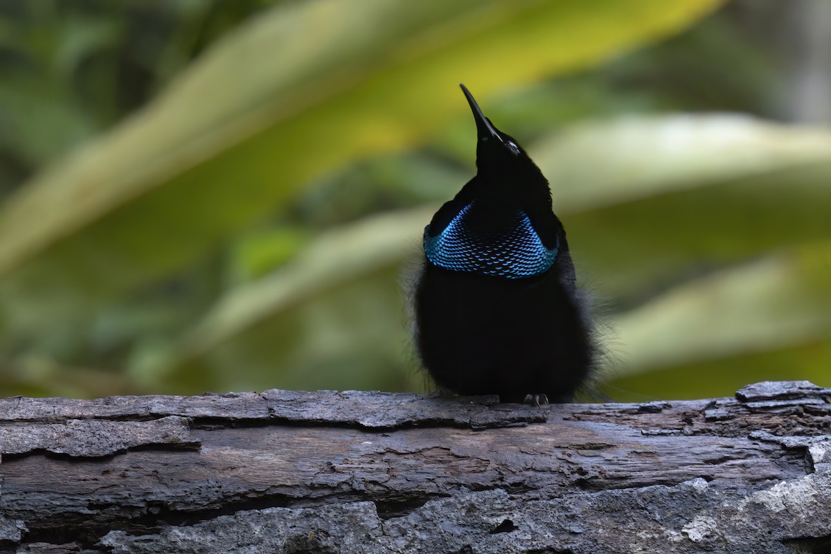 Magnificent Riflebird - ML627580043