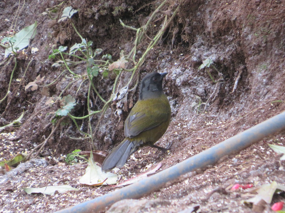 Large-footed Finch - ML627580107