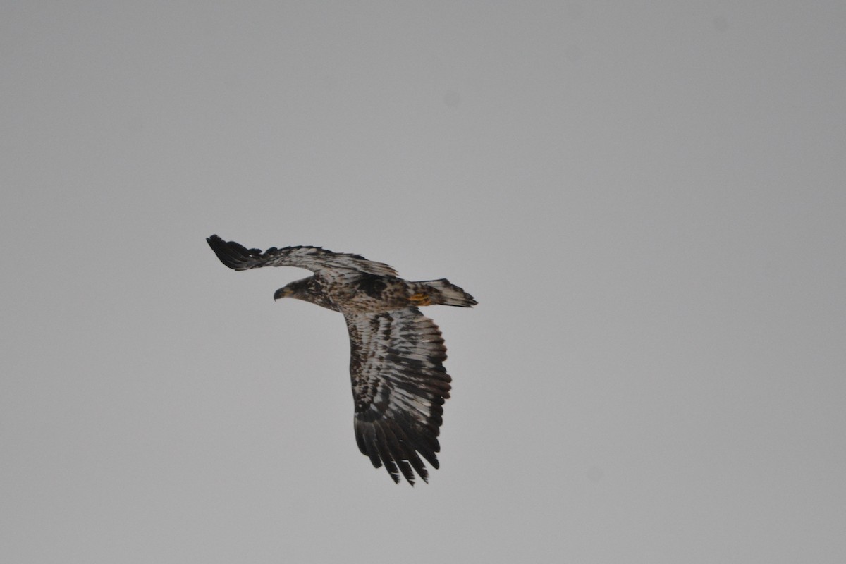 Bald Eagle - ML627580115