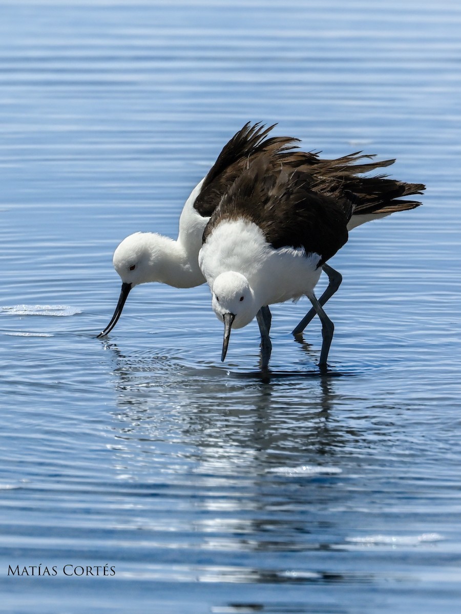 Andean Avocet - ML627580153