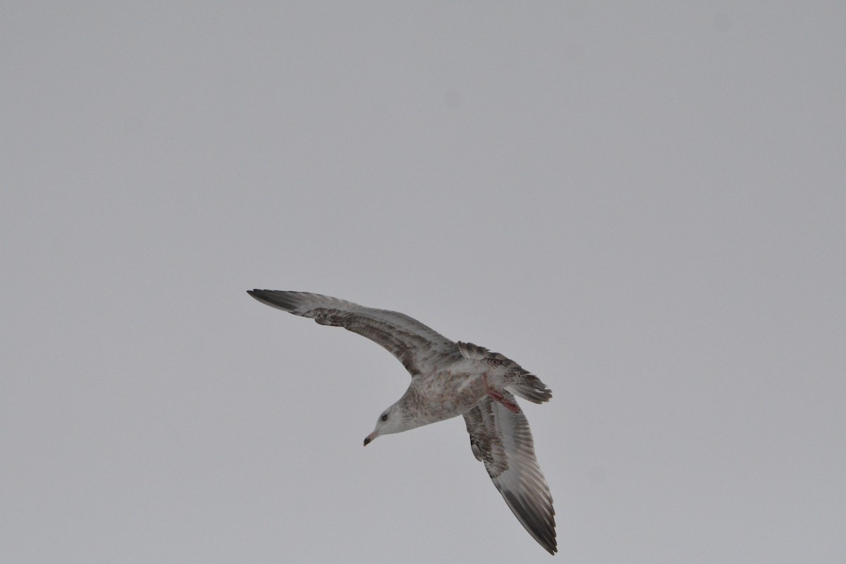 American Herring Gull - ML627580159