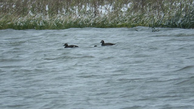 White-winged Scoter - ML627580218