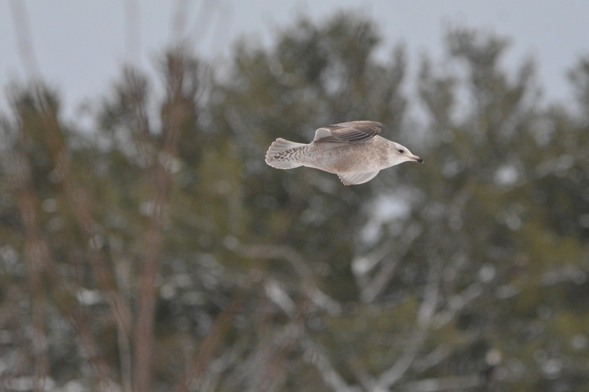 American Herring Gull - ML627580241