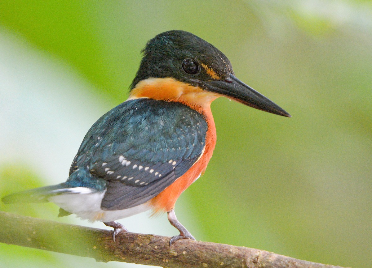 American Pygmy Kingfisher - ML627580296